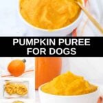 Homemade pumpkin puree for dogs and making it with a fresh pumpkin.